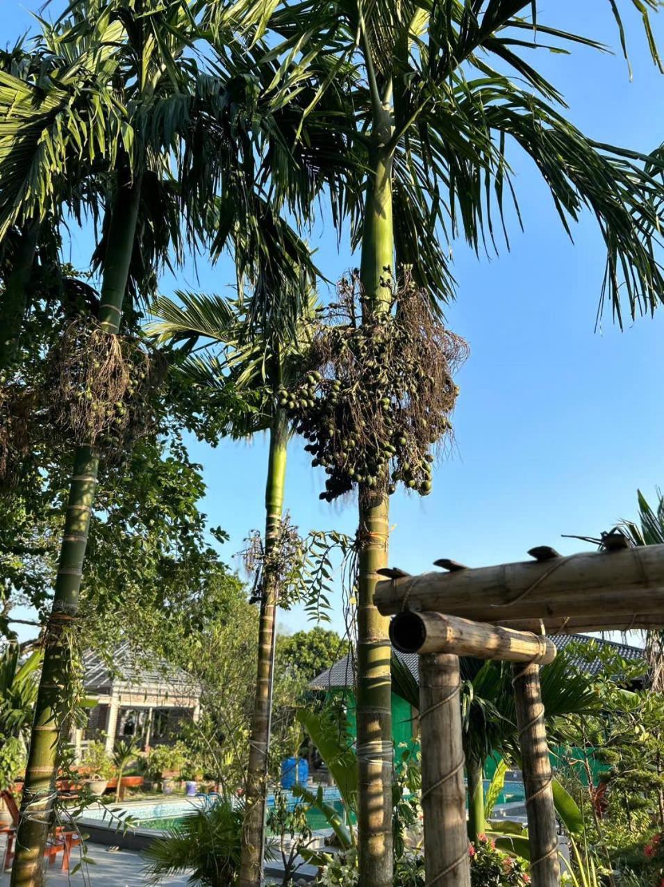 The Green House Homestay Ninh Bình Exteriör bild